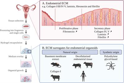 Matrix scaffolds for endometrium-derived organoid models